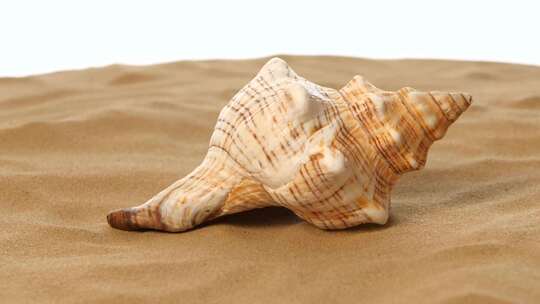沙子贝壳，白色，旋转，特写高清在线视频素材下载