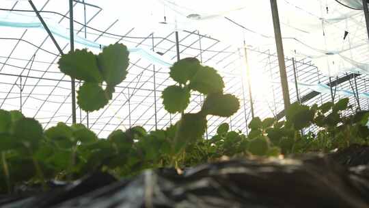 草莓园 农田 农业作物 水果 绿色植物 温室
