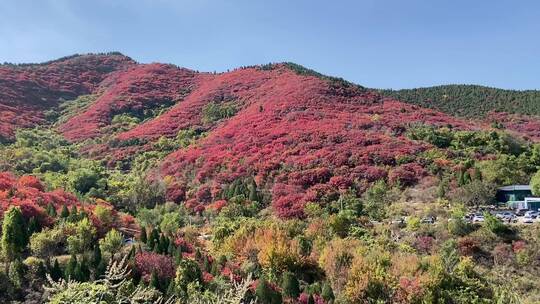 济南捎近村，秋天满山红叶成近郊游