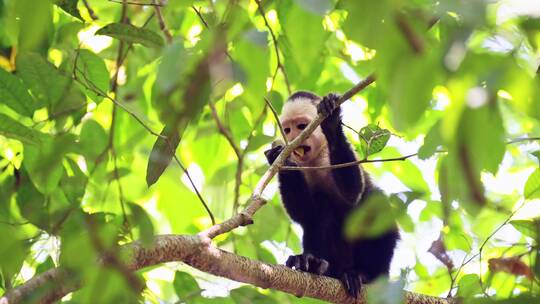 树枝上吃食物的猴子特写
