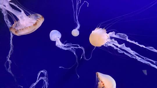 海洋馆里的水生动物动态唯美的水母
