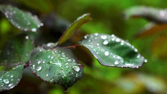 雨天植物叶子的雨水雨滴水珠的自然治愈风景