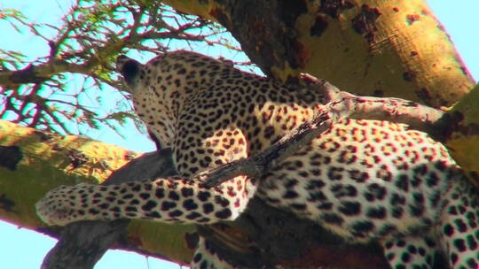 一只豹子躺在树上休息视频素材模板下载