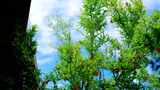 夏天阳光树叶屋檐 蓝天白云微风 自然空境高清在线视频素材下载