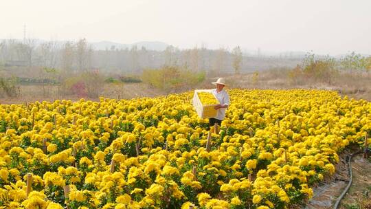 菊花产地