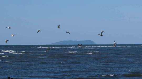 夕阳海面海浪海鸥