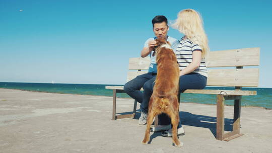 年轻夫妇坐在长椅上玩狗视频素材模板下载