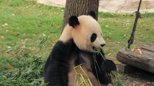 大熊猫在吃竹竿