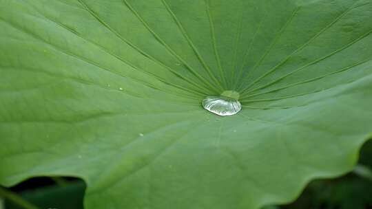 荷叶水珠水滴滴落