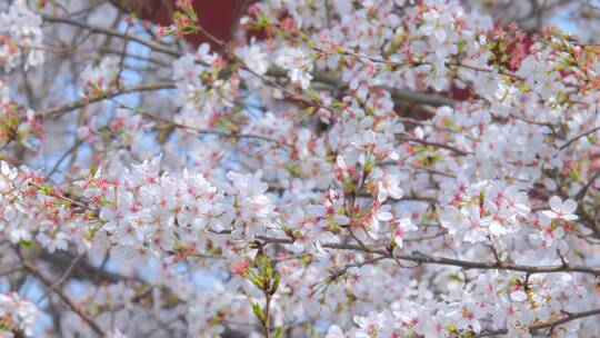 春天的樱花花朵