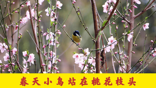 春天小鸟在枝头上