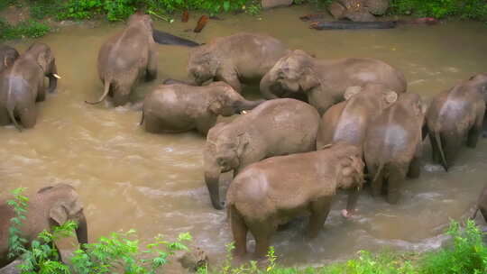 大象 象群 野生象  合集