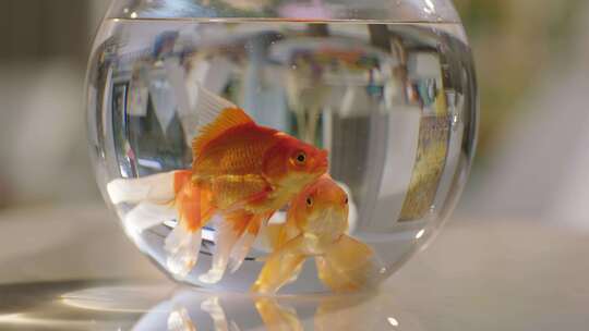 玻璃鱼缸里金鱼游动