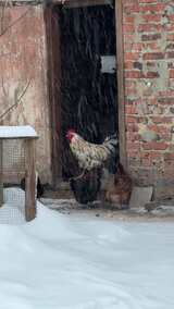 一只鸡站在门边的雪地里高清在线视频素材下载