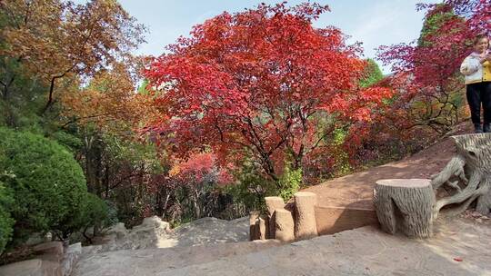 济南红叶谷景区，秋季满山红叶景观