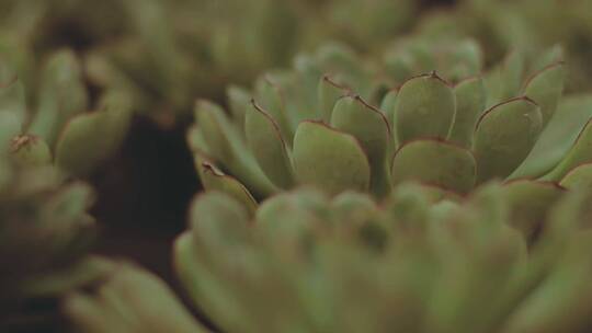 多肉植物的特写镜头视频素材模板下载