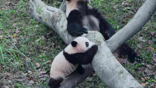国宝大熊猫母子幼崽