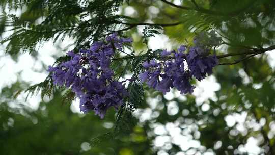 蓝花楹、唯美