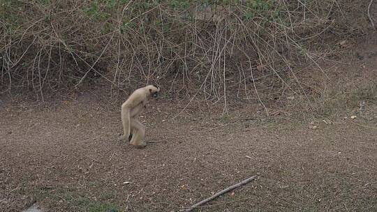 叶猴在动物园干草地上行走视频素材模板下载