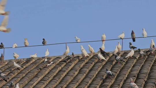 屋顶上的鸽群视频素材模板下载