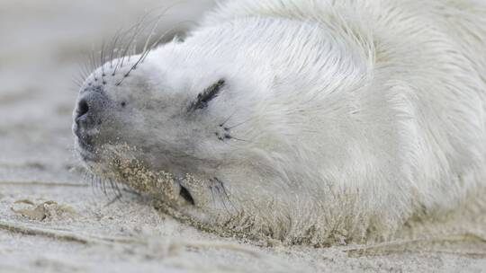 海滩海豹幼崽睡觉玩耍