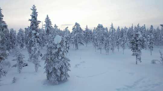 无人机飞向芬兰北极圈拉普兰的雪域森林景观