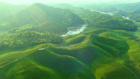 傍晚茶园茶山风景