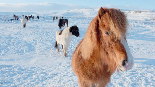 在寒冷雪地里迁移奔跑的马群特写