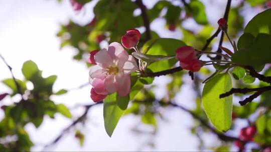 绽放的海棠花