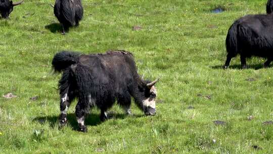 4K川西草原上养殖的牦牛自然生态养殖实拍