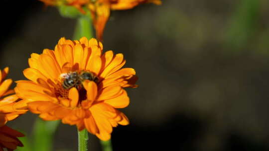 黄色菊花上的蜜蜂
