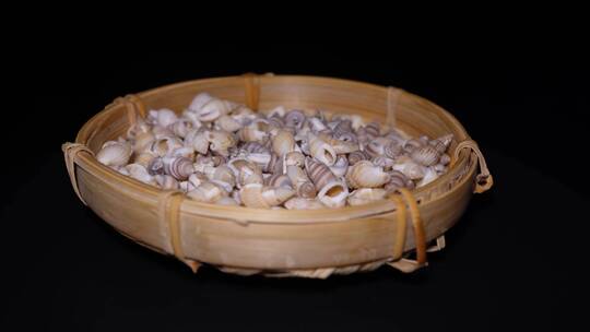 小海螺壳装饰水族贝壳视频素材模板下载