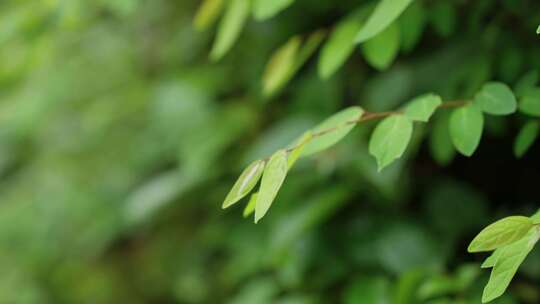 山间林荫栈道 树叶草木空镜阴雨天