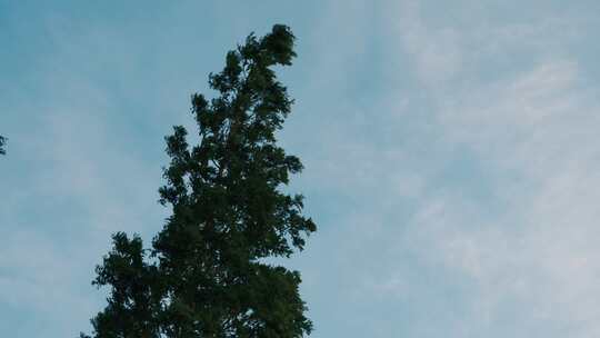 日系唯美天空树叶空镜头胶片感电影感