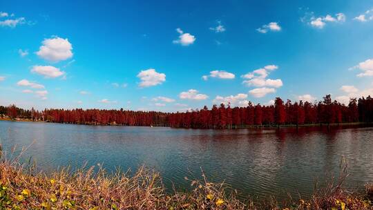 秋季红色水上森林延时摄影