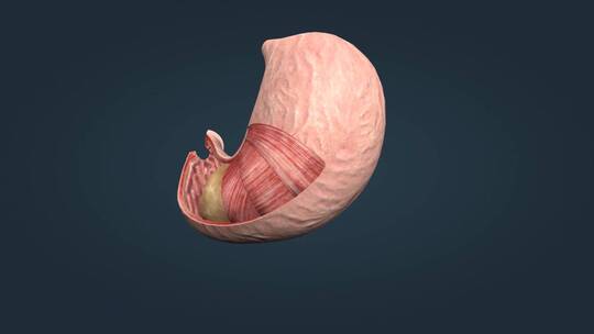 胃消化器官食道贲门幽门胃脘食管胃区动画视频素材模板下载