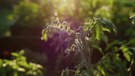 番茄，植物，蔬菜，花园