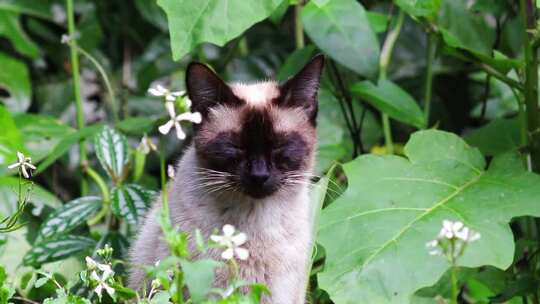 蓝眼猫和小猫。