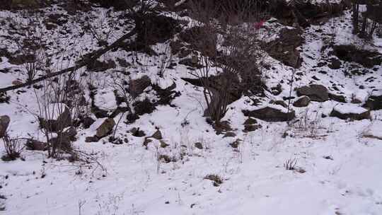 冬天 冬季 寒冷 凄凉 冷漠