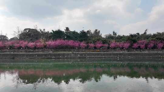 成都锦江河畔望江楼公园春日红梅花开风光