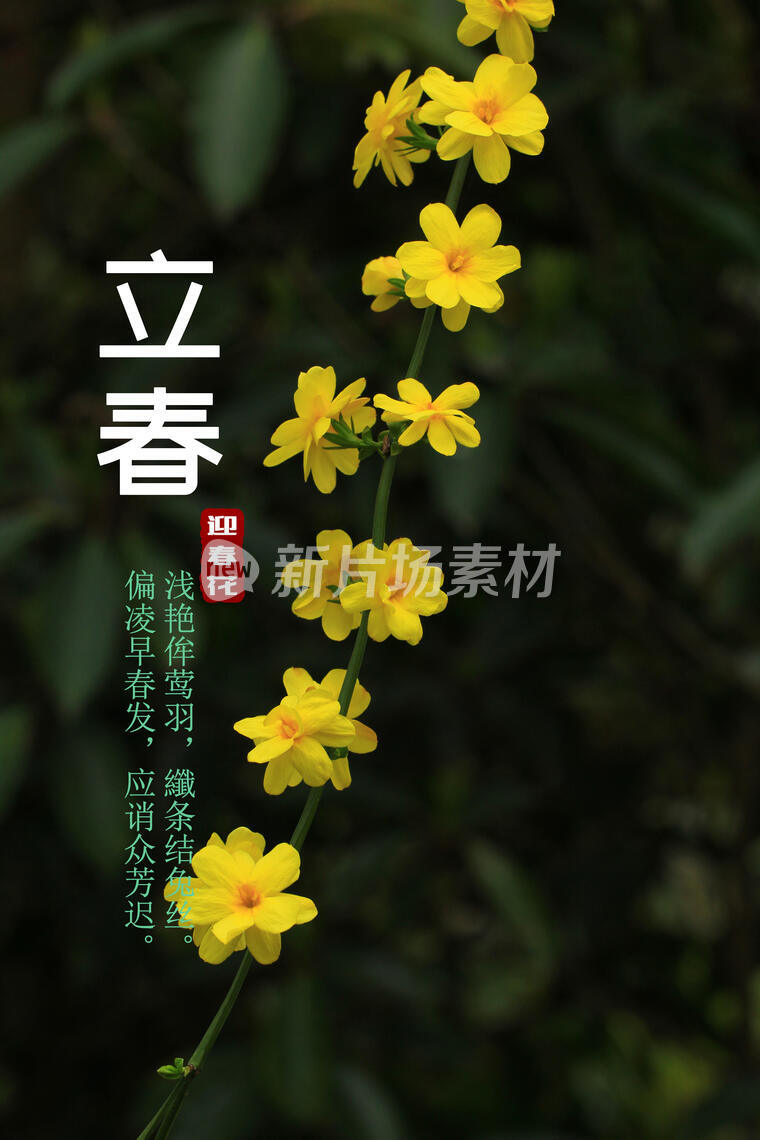 二十四节气，立春，迎春花