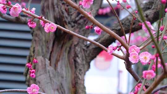 杭州植物园公园梅花花朵开花春天风景视频素