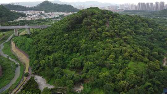 广东东莞：满山遍植荔枝树