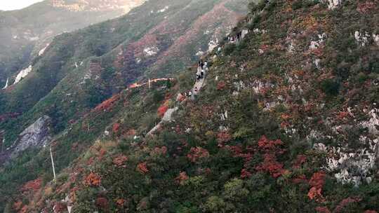 秋日红叶森林航拍满山红叶