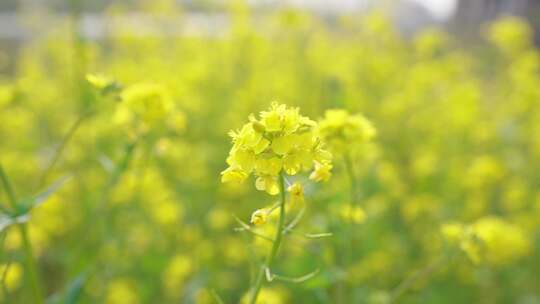 油菜花 油菜田