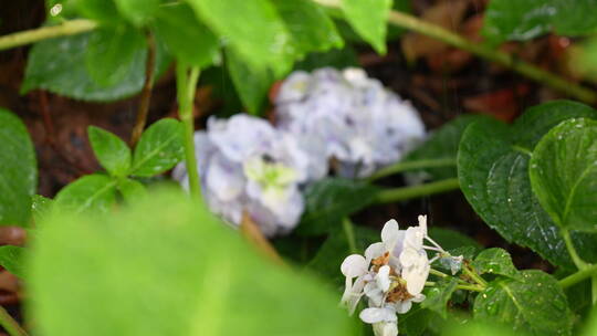 雨中花丛里的绣球花