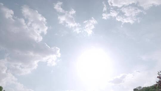 唯美美女在花海中跳舞震撼一字马空中劈叉