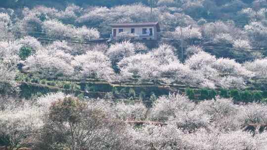 福州永泰青梅花航拍（葛岭万石村）17