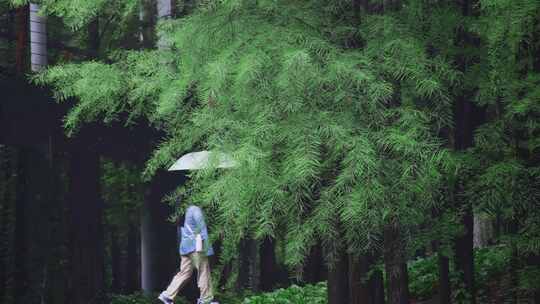 【合集】漫步雨中森林公园