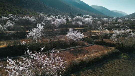云南香格里拉尼西藏族村庄汤堆村桃树林